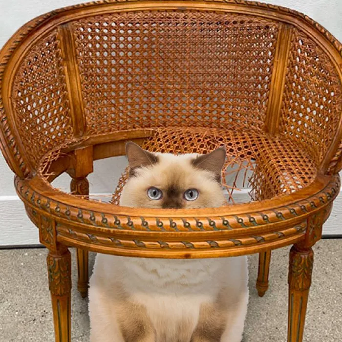 Fromm Gold Cat Can Pate Adult Healthy Weight Chick